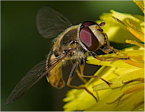 Eupeodes corollae